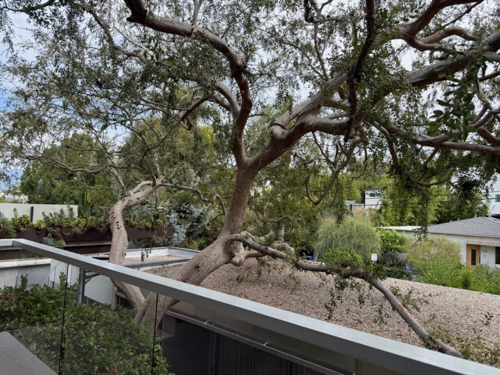 Neutra VDL House(裏庭)