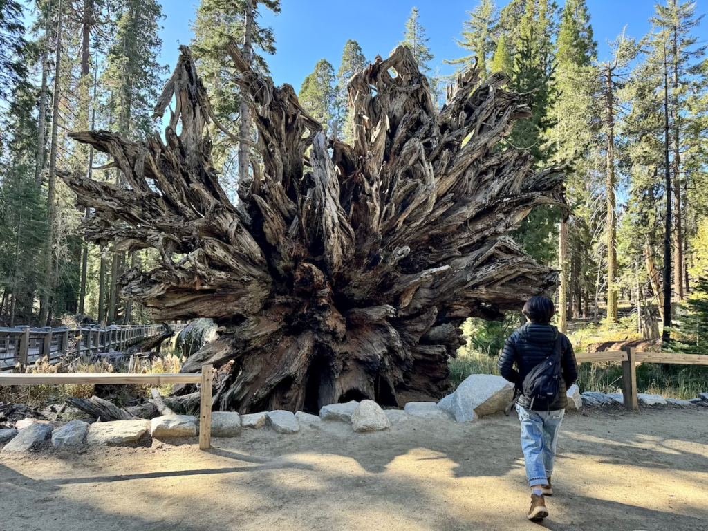 ヨセミテ国立公園 Mariposa Grove Trail