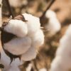 eyecatch_Organic-Cotton(CC0)_1200x630_WCfilter