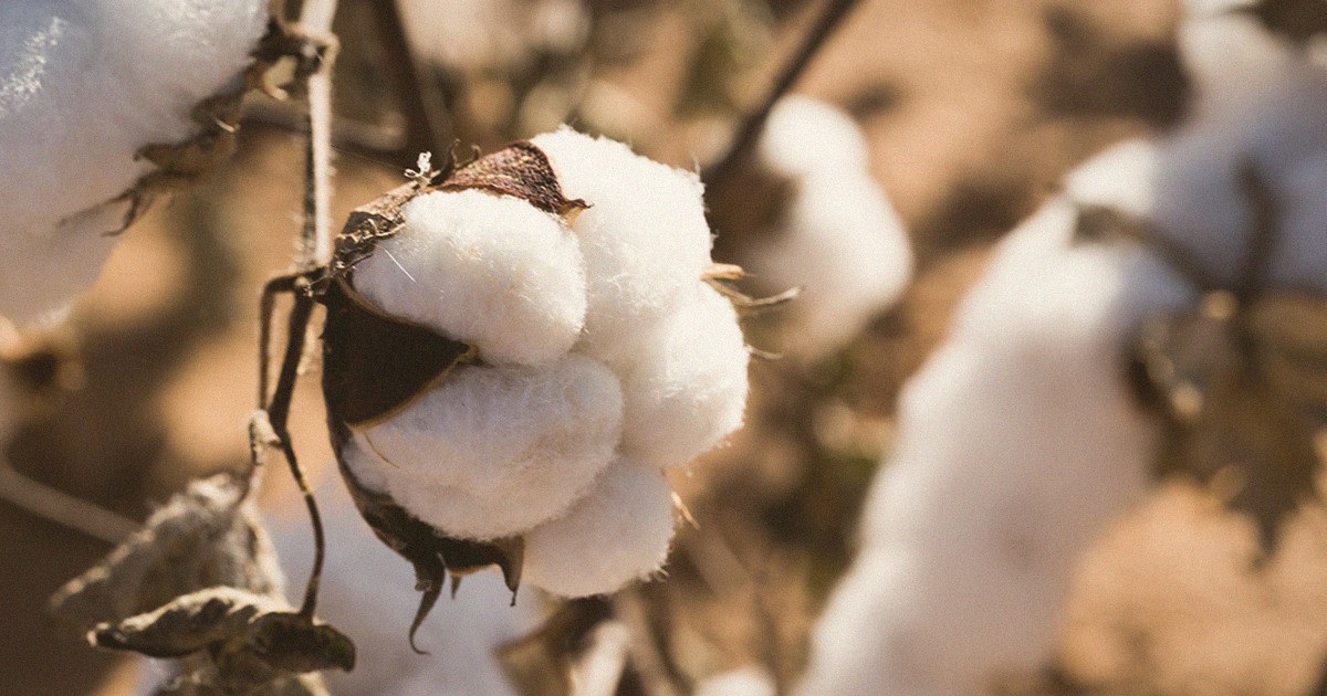 eyecatch_Organic-Cotton(CC0)_1200x630_WCfilter