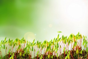 Vegetarian_Sprouting